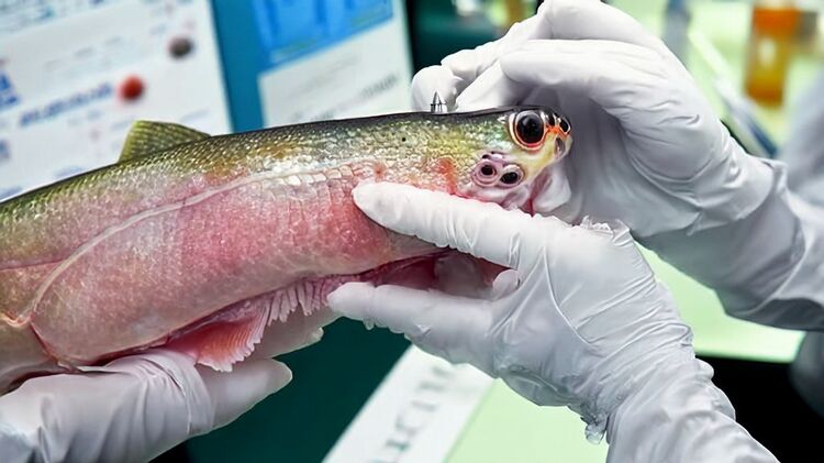 布达佩斯国际学校校园环境